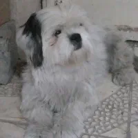 واگذاری سگ|سگ|بومهن, |دیوار