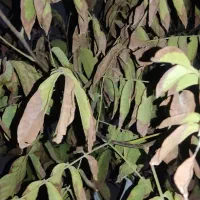 مشاوره در امور زراعی و باغی|خدمات باغبانی و درختکاری|شیراز, تندگویان|دیوار