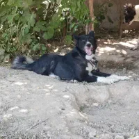 واگذاری سگ|سگ|اهواز, اهواز|دیوار