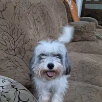 سگ خانگی اپارتمان