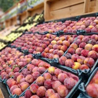 کارگر برای مغازه میوه فروشی واقع در رضوان|استخدام خدمات فروشگاه و رستوران|اردبیل, |دیوار