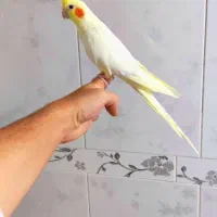 عروس هلندی ماده