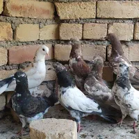 کفتر درجه یک|پرنده|اصفهان, گورت|دیوار