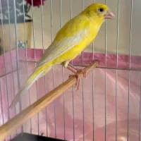 قناری ماده آماده مست