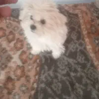 توله شیتزو|سگ|تبریز, |دیوار