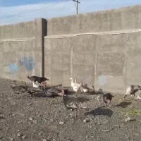 بوقلمون|حیوانات مزرعه|مشهد, نوید|دیوار