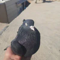 کبوتر زاغ ابادانی و پلاکی|پرنده|شباب, |دیوار
