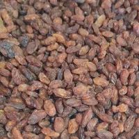 فروش کشمش آفتابی