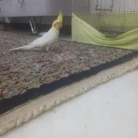 عروس هلندی با قفس