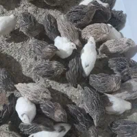 بلدرچین تخمگذار