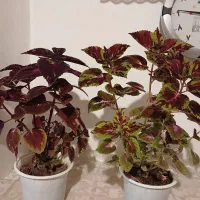 گل حسن یوسف و گل قاشقی|گل و گیاه طبیعی|گوگان, |دیوار