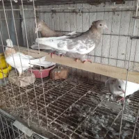 کبوتر طوقی و....|پرنده|آمل, |دیوار