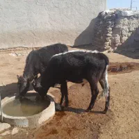 گوساله|حیوانات مزرعه|گل تپه, |دیوار