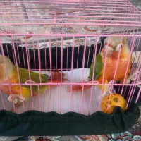 گرینچک اناناسی دبل رد