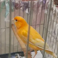 قناری ماده اماده  پرتقالی جوان صاف و اتو کشیده