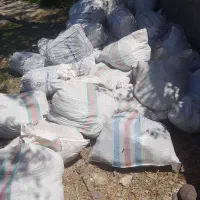 کودگاوی خشک یکساله