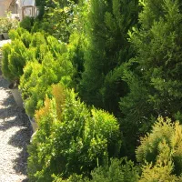 فروش گل دائمی،رونده و کاج، درختان غیر مثمر/تاکستان