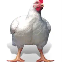 فروش مرغ گوشتی زنده