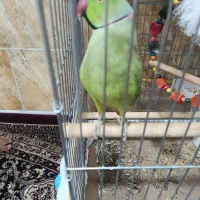 طوطی ملنگو رام رام