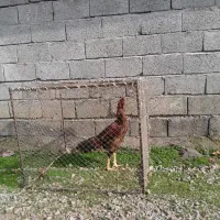خروس لاری ترک افغان قیمت ۴۰۰۰۰۰۰تومن