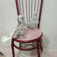 کبوتر جفت هفترنگ دمسفید