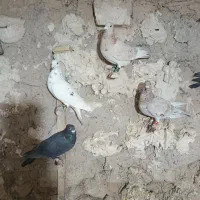 کفتر پلاکی و بهبهانی.وشهری