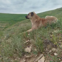 توله یازده ماهه گله