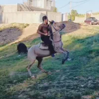 فروش مادیان کرد