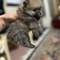 سگ پامر|سگ|نسیم‌شهر, |دیوار