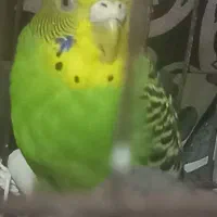 مرغ عشق|پرنده|قیدار, |دیوار