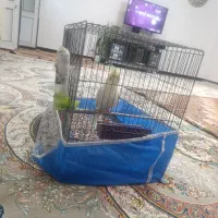 عروس هندی دستی