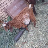 بزنجدی|حیوانات مزرعه|خرمشهر, |دیوار