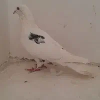 کفتر سفید غریب گیر|پرنده|ملایر, |دیوار