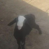 بره شیری درشت|حیوانات مزرعه|رامند, |دیوار