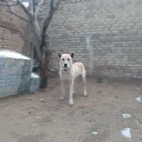 توله ۱۷ماه دهن پاک بخاطر نداشتن جا عروس هلندی