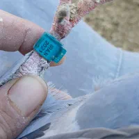 کبوتر پلاکی|پرنده|حمیدیا, |دیوار