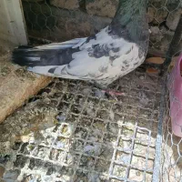 پرنده