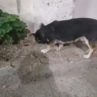 سگ پا کوتاه معاوضه با کبوتر