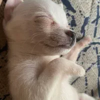 واگذاری سگ|سگ|رشت, فخب|دیوار