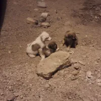 سگ بومی|سگ|اردکان, |دیوار