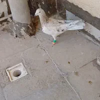 چپ سیاه|پرنده|الوند, |دیوار