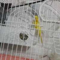 مرغ عشق نروماده