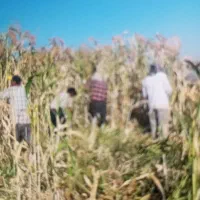 اکیپ کارگر داریم برای باغ و مزرعه|خدمات باغبانی و درختکاری|بروجرد, |دیوار