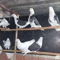 کبوتر تکپر