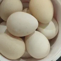 تخم شاخک نطفه دار