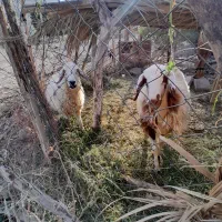 دوعددمیش آبستن|حیوانات مزرعه|عنبرآباد, |دیوار