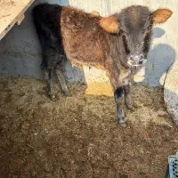 گاو نر|حیوانات مزرعه|کرخه, |دیوار