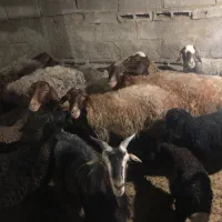 میش و بره جوان