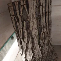 تنه درخت