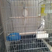 عروس هلندی مولد